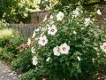 Piękny, kwitnący hibiskus krzew z białymi kwiatami i czerwonymi środkami, otoczony zielenią i kamienną ścieżką.