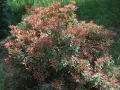 Krzew pieris little heath z czerwonymi i zielonymi liśćmi, otoczony trawą.