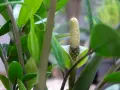 Niezwykłe kwitnienie zamiokulkasa. Jasnozielony kwiat, przypominający kolbę, otoczony błyszczącymi liśćmi.