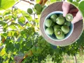 Gałązki drzewa kiwi oblepione zielonymi owocami. W okrągłej ramce miseczka pełna tych owoców, jeden przekrojony ukazuje czerwone nasionka.