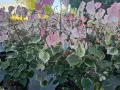 Krzewy judaszowca odmiany 'Variegata' zachwycają liśćmi w odcieniach zieleni, bieli i różu.