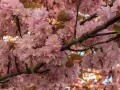 Kwiaty różowego sakura drzewa tworzą gęste skupiska na gałęziach, otoczone delikatnymi liśćmi.