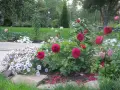 Krzewy pełne kwitnących róż angielskich w odcieniach czerwieni i różu, otoczone innymi kwiatami i zielenią.