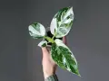 Dłoń trzyma doniczkę z młodym filodendronem white measure. Liście mają piękne, nieregularne biało-zielone plamy.