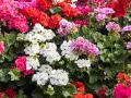 Kwitnące pelargonie odmiany w kolorach białym, różowym, czerwonym i fuksji tworzą barwny dywan.
