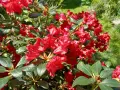 Piękny, czerwony rododendron kwitnie w słoneczny dzień. Ta roślina potrzebuje kwaśnej ziemi, aby dobrze rosła.