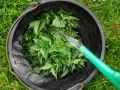 Wiadro pełne pokrzyw, do którego leje się woda. Powstaje naturalny nawóz z pokrzyw dla roślin.