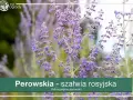 Perowskia jak gęsto sadzić? Dowiedz się, jak uzyskać efektowną rabatę z perowskiami, tworząc gęste kępy.