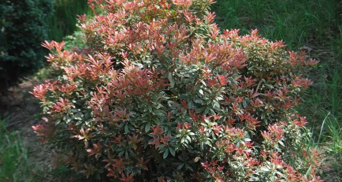 Krzew pieris little heath z czerwonymi i zielonymi liśćmi, otoczony trawą.