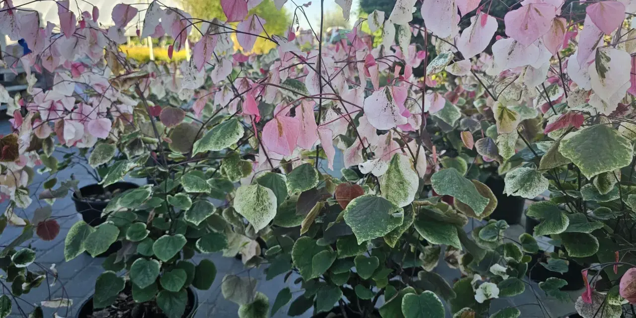 Krzewy judaszowca odmiany 'Variegata' zachwycają liśćmi w odcieniach zieleni, bieli i różu.