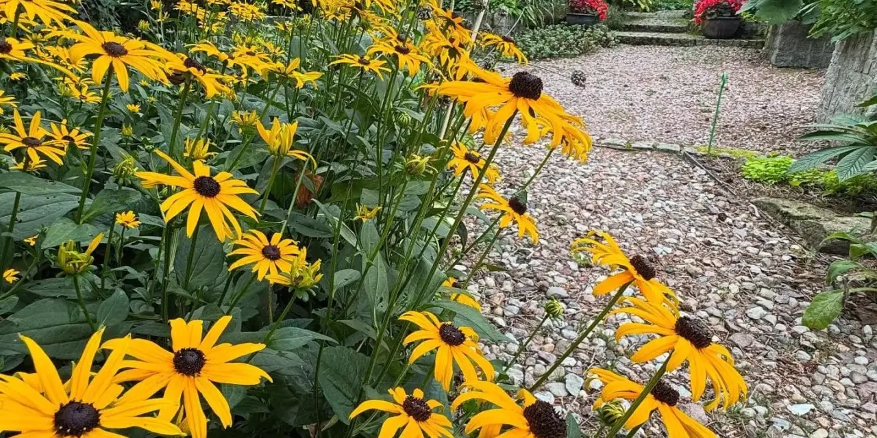 Kwitnące, żółte kwiaty rudbekii tworzą barwny dywan obok kamienistej ścieżki w ogrodzie.