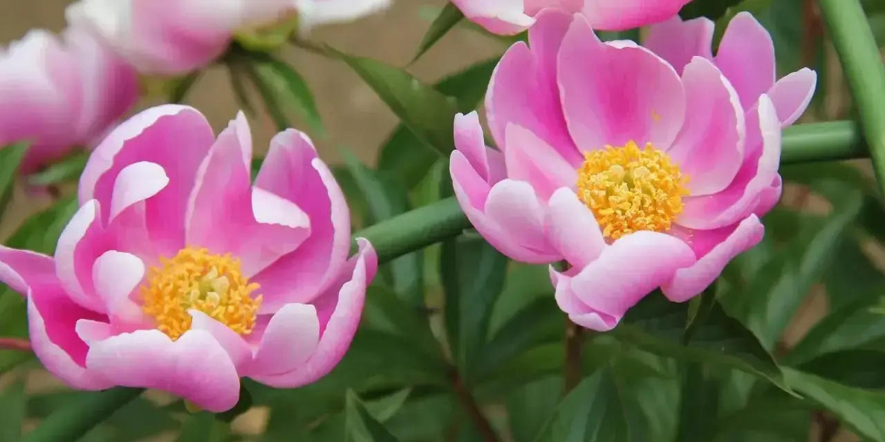 Dwie piękne piwonie w odcieniach różu z żółtym środkiem, otoczone zielonymi liśćmi. Peonia zachwyca delikatnością.