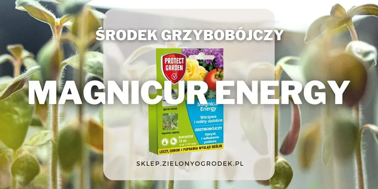 Młode rośliny w otoczeniu opakowania środka grzybobójczego Magnicur Energy, który chroni je przed chorobami.