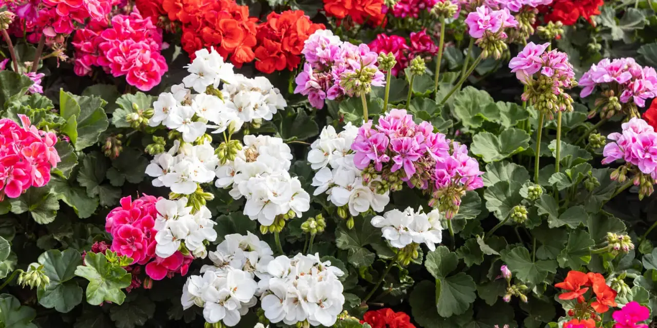 Kwitnące pelargonie odmiany w kolorach białym, różowym, czerwonym i fuksji tworzą barwny dywan.