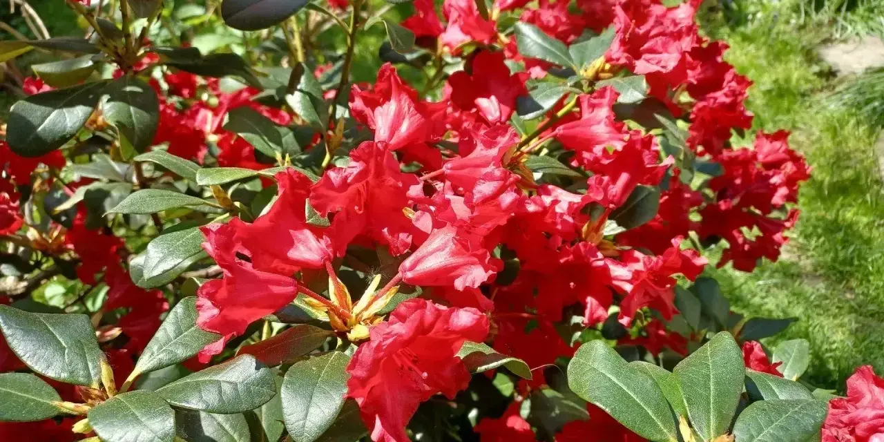 Piękny, czerwony rododendron kwitnie w słoneczny dzień. Ta roślina potrzebuje kwaśnej ziemi, aby dobrze rosła.