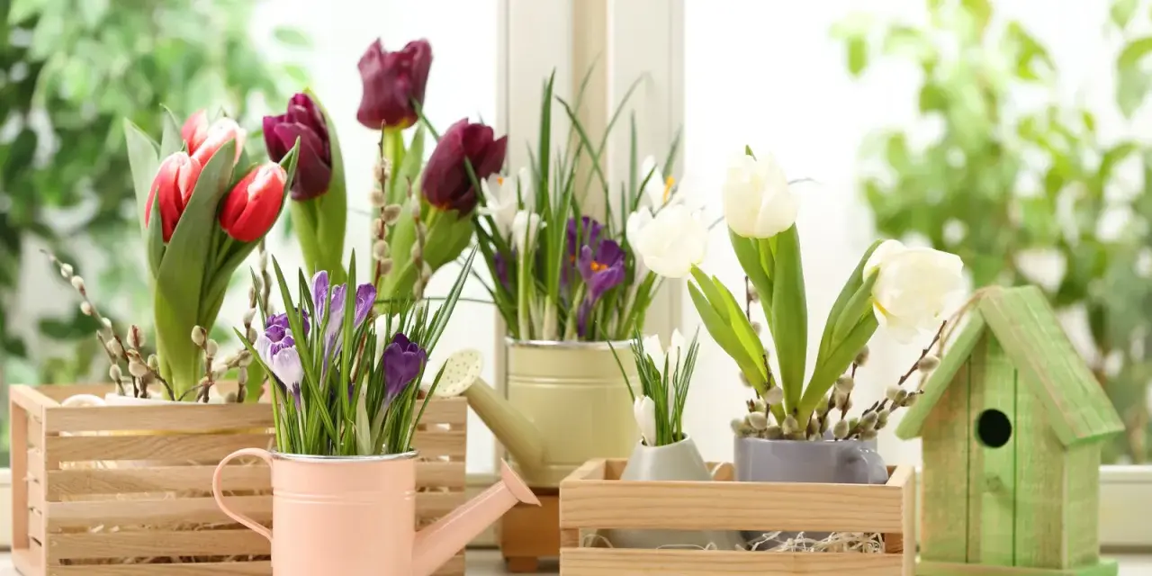 Wiosenne tulipany i krokusy w drewnianych skrzynkach i konewkach, obok zielonego domku dla ptaków.