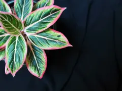 Aglaonema odmiany o liściach zielonych z różowymi obrzeżami i jasnymi żyłkami, na tle czarnego materiału.