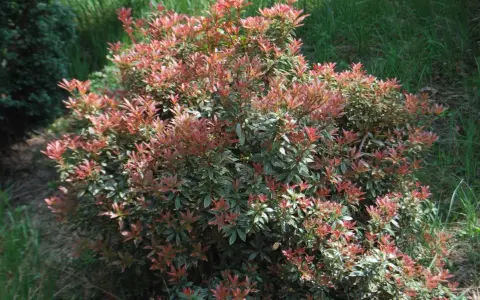Krzew pieris little heath z czerwonymi i zielonymi liśćmi, otoczony trawą.
