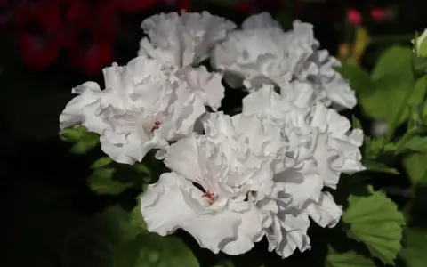 Kwitnące białe pelargonie, z delikatnymi różowymi akcentami, zachwycają. Czy pelargonia jest wieloletnia? Tak, przy odpowiedniej pielęgnacji może cieszyć oko przez lata.