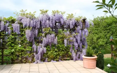 Obficie kwitnąca wisteria w donicy tworzy fioletowy wodospad na drewnianej pergoli.