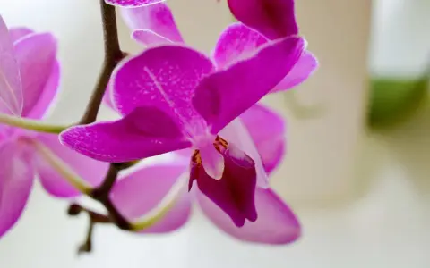 Piękna, fuksjowa orchidea, czyli storczyk, rozwija swoje delikatne płatki.