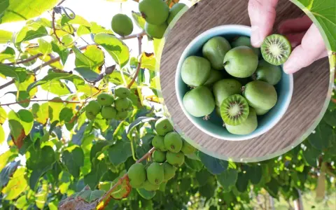 Gałązki drzewa kiwi oblepione zielonymi owocami. W okrągłej ramce miseczka pełna tych owoców, jeden przekrojony ukazuje czerwone nasionka.