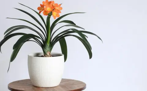 Pomarańczowa clivia w białej doniczce na drewnianym stoliku, z ciemnozielonymi liśćmi i bukietem kwiatów.