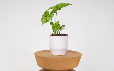 Syngonium Mojito z liśćmi w odcieniach zieleni i bieli, w białej doniczce na drewnianym stołku.