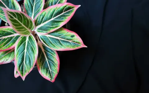 Aglaonema odmiany o liściach zielonych z różowymi obrzeżami i jasnymi żyłkami, na tle czarnego materiału.