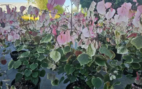 Krzewy judaszowca odmiany 'Variegata' zachwycają liśćmi w odcieniach zieleni, bieli i różu.