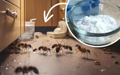 Mrówki wędrują po blacie, a w rogu widać miseczkę z białym proszkiem – to sól na mrówki, która może pomóc w walce z nimi.