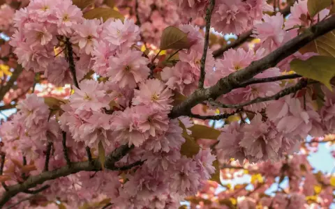 Kwiaty różowego sakura drzewa tworzą gęste skupiska na gałęziach, otoczone delikatnymi liśćmi.