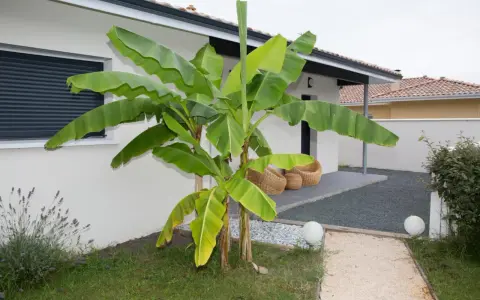 Zielone, bujne liście drzewa bananowego otaczają nowoczesny dom.