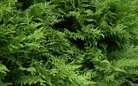 Gęste, zielone gałązki tui tworzą naturalną barierę. Różne rodzaje tui mogą mieć odmienne odcienie zieleni i pokrój.