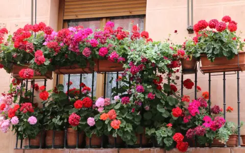 Balkon pełen kwitnących pelargonii w odcieniach czerwieni, różu i fuksji. Kwiaty tworzą barwną kaskadę na tle okna.