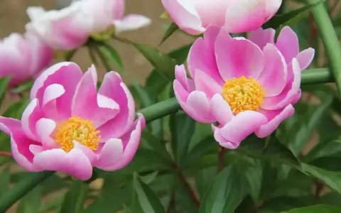 Dwie piękne piwonie w odcieniach różu z żółtym środkiem, otoczone zielonymi liśćmi. Peonia zachwyca delikatnością.