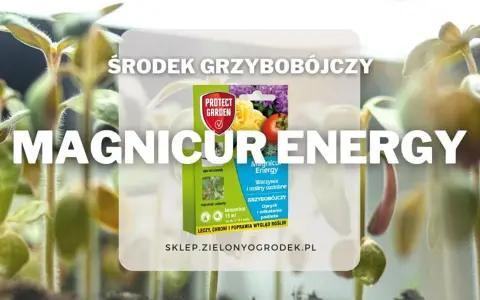 Młode rośliny w otoczeniu opakowania środka grzybobójczego Magnicur Energy, który chroni je przed chorobami.
