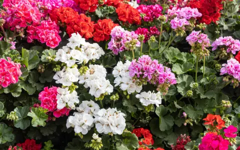 Kwitnące pelargonie odmiany w kolorach białym, różowym, czerwonym i fuksji tworzą barwny dywan.