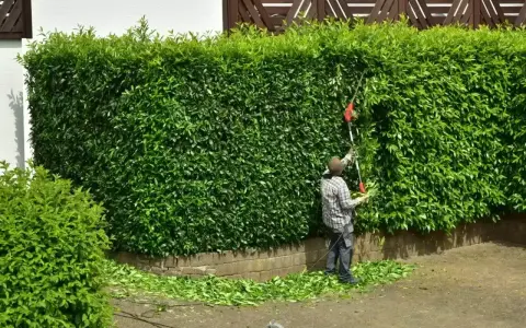 Mężczyzna przycina żywopłot z laurowiśni odmiany. Ścinane gałązki opadają na ziemię.