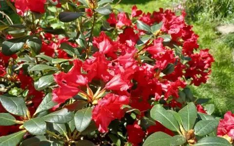 Piękny, czerwony rododendron kwitnie w słoneczny dzień. Ta roślina potrzebuje kwaśnej ziemi, aby dobrze rosła.