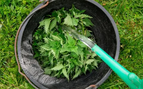 Wiadro pełne pokrzyw, do którego leje się woda. Powstaje naturalny nawóz z pokrzyw dla roślin.