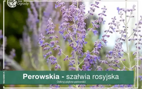 Perowskia jak gęsto sadzić? Dowiedz się, jak uzyskać efektowną rabatę z perowskiami, tworząc gęste kępy.