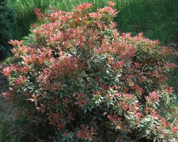 Krzew pieris little heath z czerwonymi i zielonymi liśćmi, otoczony trawą.
