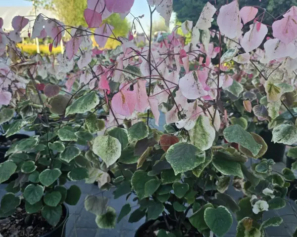 Krzewy judaszowca odmiany 'Variegata' zachwycają liśćmi w odcieniach zieleni, bieli i różu.