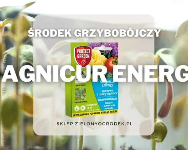 Młode rośliny w otoczeniu opakowania środka grzybobójczego Magnicur Energy, który chroni je przed chorobami.