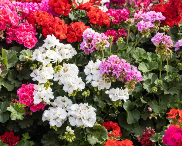 Kwitnące pelargonie odmiany w kolorach białym, różowym, czerwonym i fuksji tworzą barwny dywan.