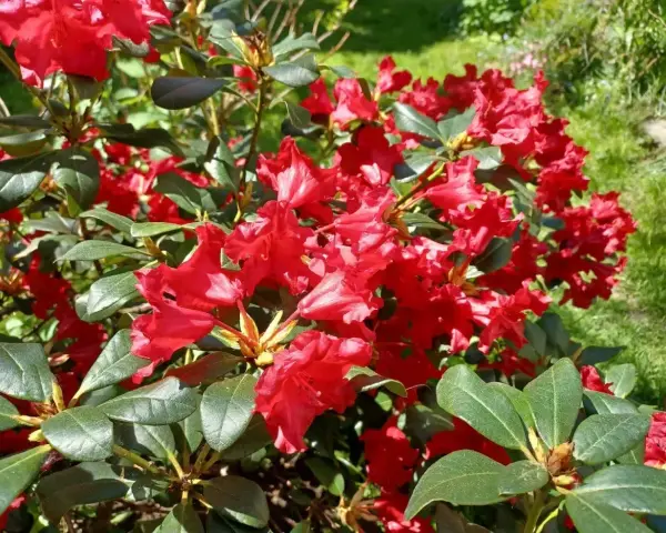 Piękny, czerwony rododendron kwitnie w słoneczny dzień. Ta roślina potrzebuje kwaśnej ziemi, aby dobrze rosła.