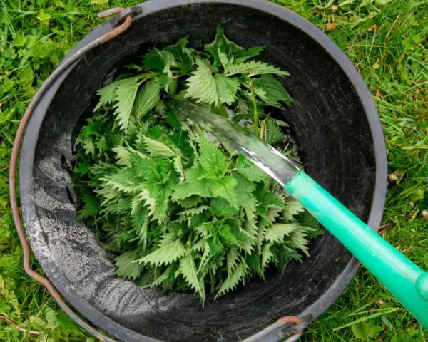 Wiadro pełne pokrzyw, do którego leje się woda. Powstaje naturalny nawóz z pokrzyw dla roślin.