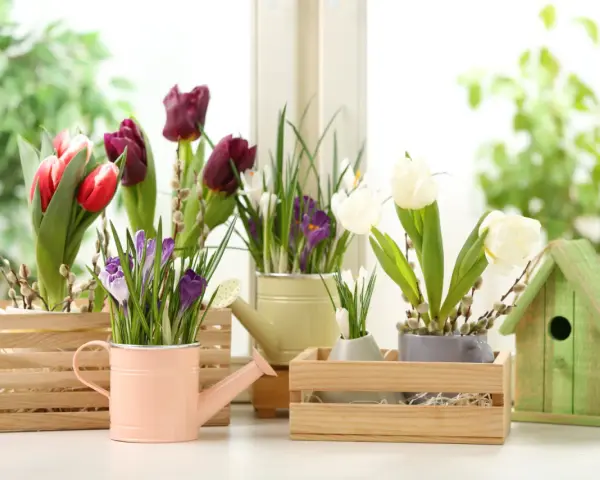 Wiosenne tulipany i krokusy w drewnianych skrzynkach i konewkach, obok zielonego domku dla ptaków.
