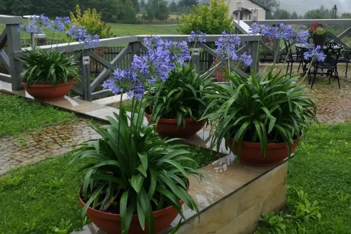 Piękne, fioletowe agapanty w donicach zdobią taras. W tle widać drewnianą balustradę i zielony ogród.